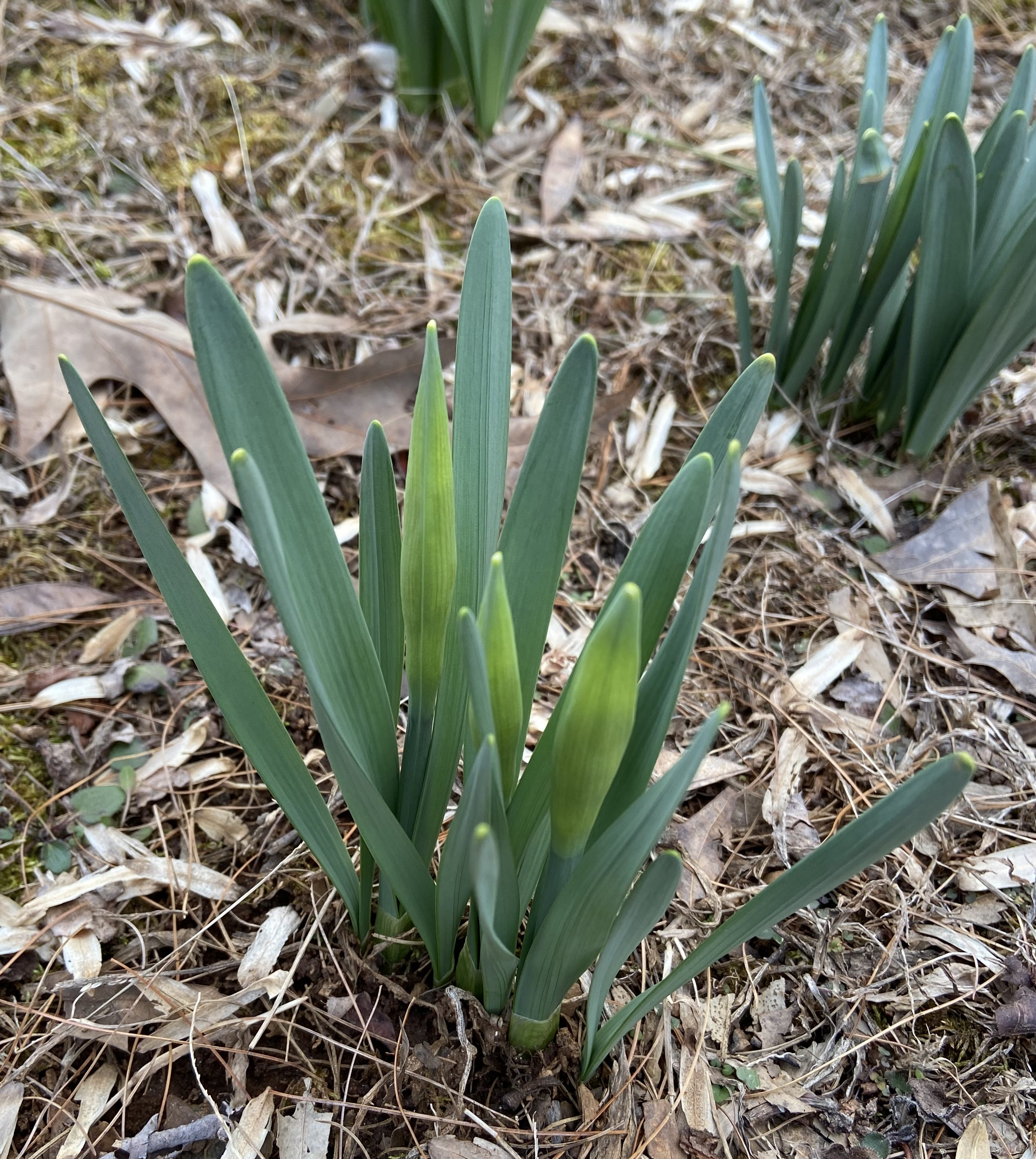 Daffodils with large buds but no blooms